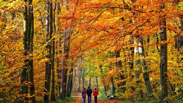 walking through autumn park