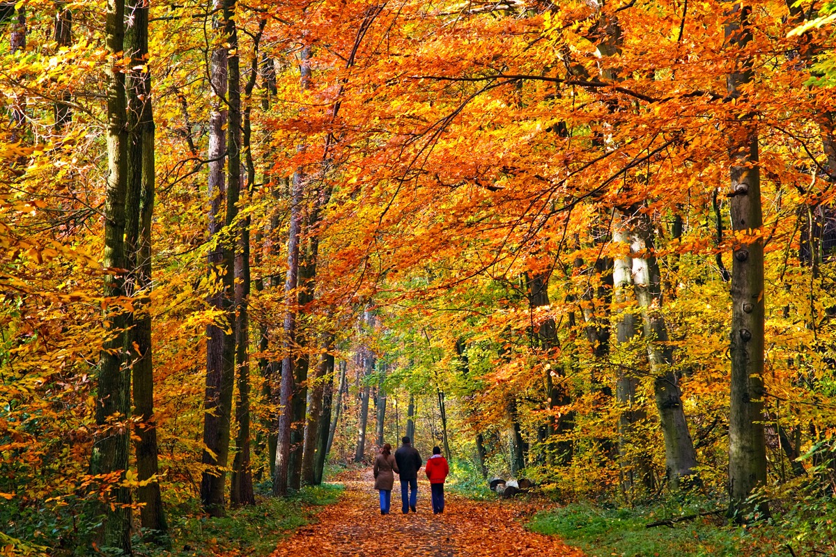 walking through autumn park