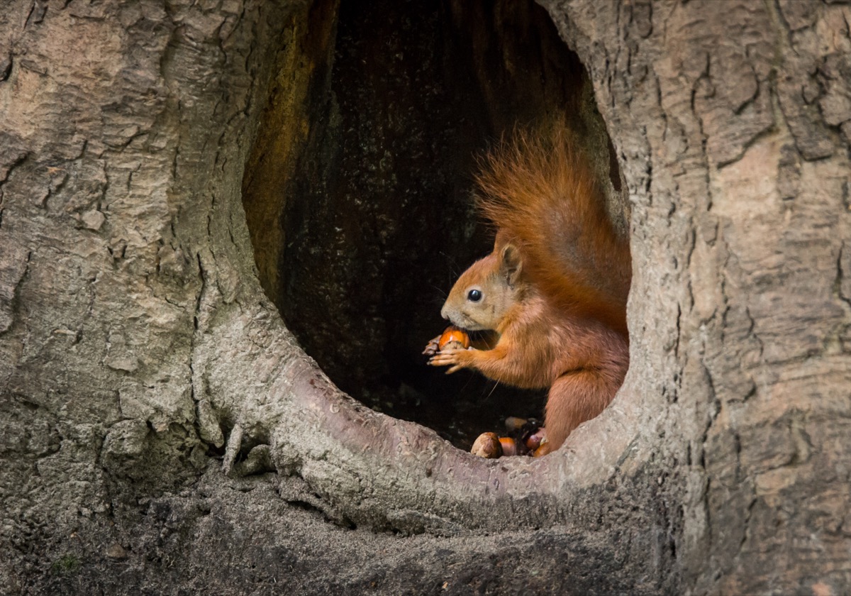 Squirrel with nut in tree