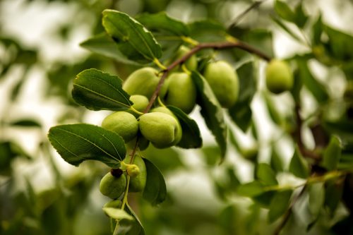 Jujube fruit and tree.Z