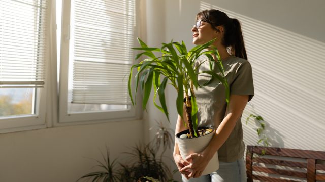 Front view of a woman holding a plant and looking through the window enjoying sunny day in her apartment