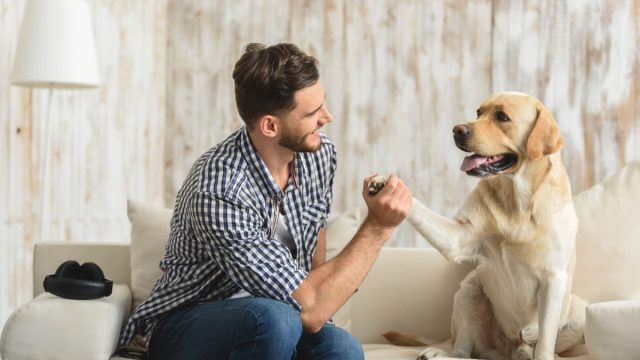 Man and Dog High Fiving On Couch