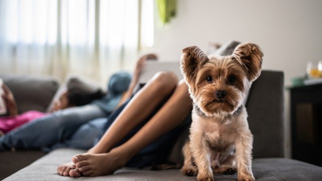 Dog looking at camera on the sofa at home
