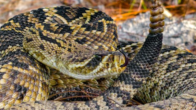 A closeup of a rattlesnake coiled on the ground