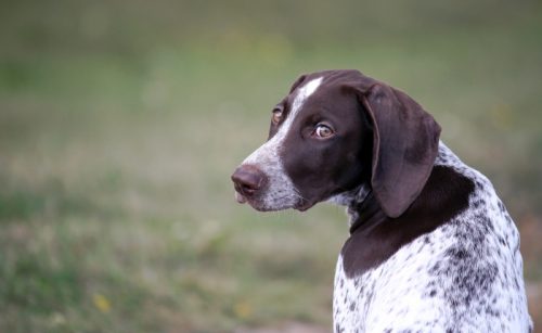 german shorthaired pointer outside in the grass