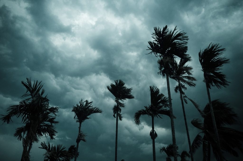 Palm trees under dark, cloudy sky