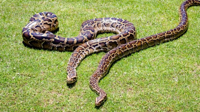 Burmese python background. Two pythons on grass