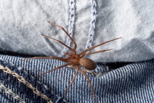 Horizontal image of a venomous brown recluse or fiddleback spider hiding inside a pair of denim jean pants.