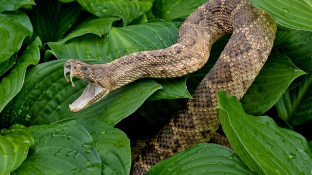 close up of rattlesnake in hostas plants with raindrops