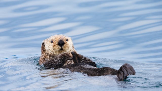 A sea otter floating on its back in the ocean