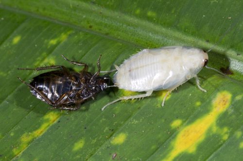 Cockroach Moulting