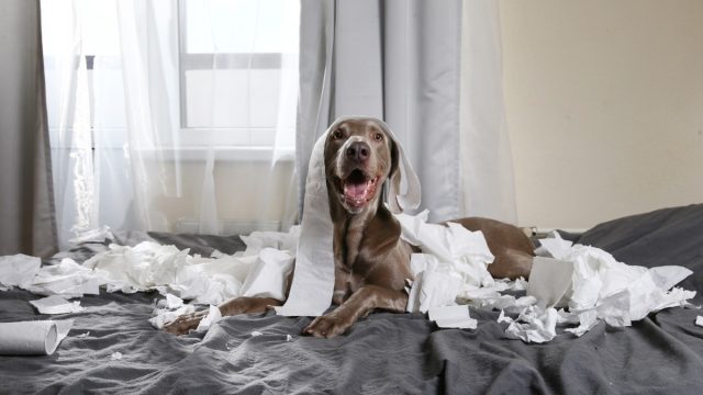 Dog Eating Roll of Toilet Paper