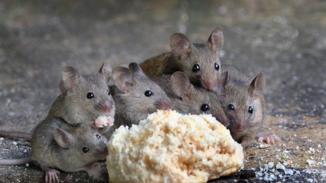 Mice Eating Cake