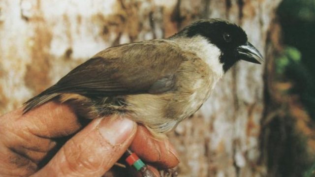 extinct po-ouli bird