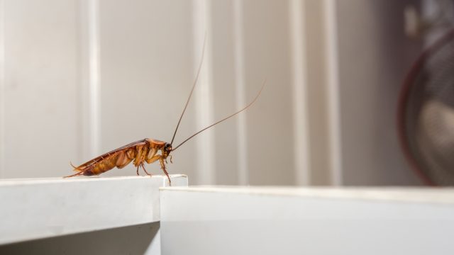 Roach on Counter Top