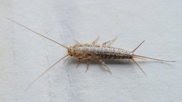A close up of a silverfish eating paper