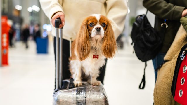 Photo of cute dog sitting on suitcase at airport