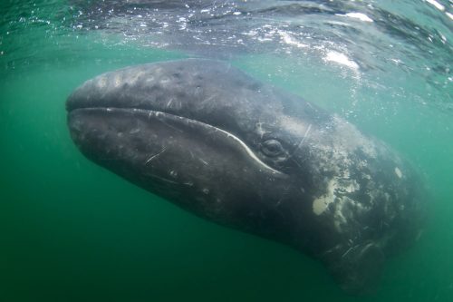 a mexican grey whale side underwater shot