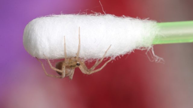tiny spider on a q-tip