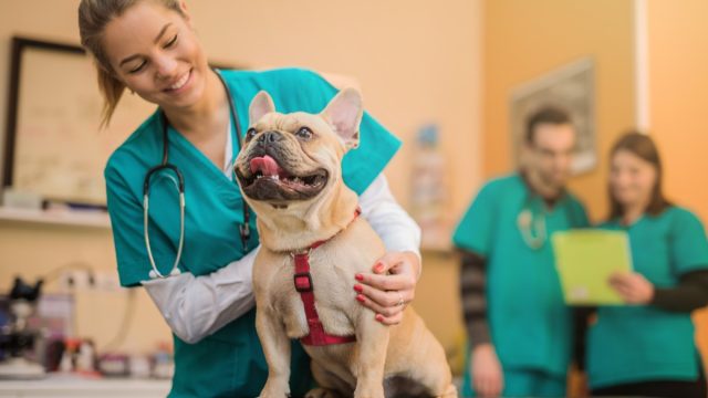 French Bulldog at the Vet