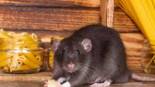 Rats Stealing Food in Pantry