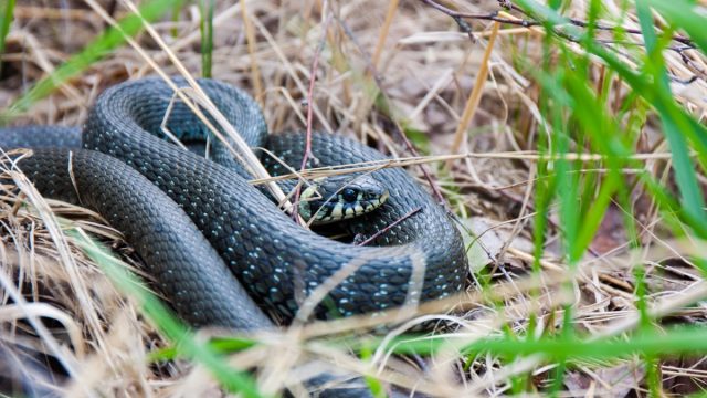 Snake Laying In Grass