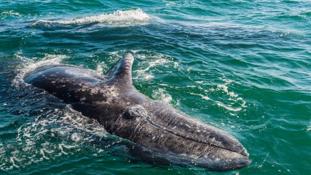A young Gray Whale calf swimming in the ocean.