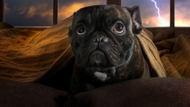 Dog hiding under covers during a thunder storm