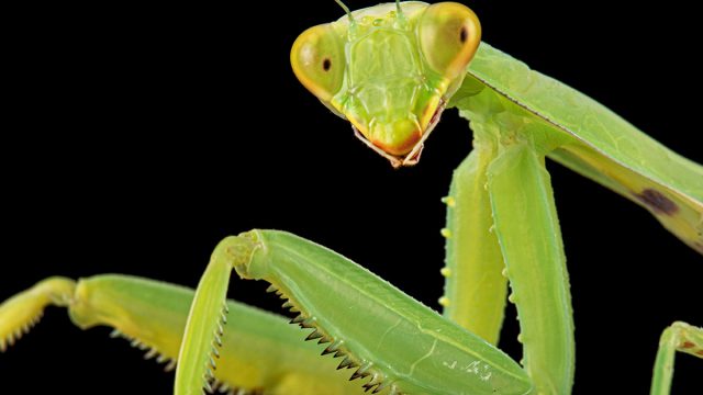 Mantis,Ordinary,Or,Mantis,Religious,,Isolated,On,Black,Background