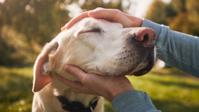 An owner petting a yellow lab dog
