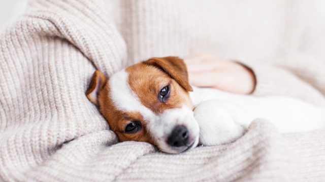 puppy feeling sick
