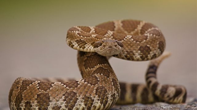 western rattlesnake ready to strike
