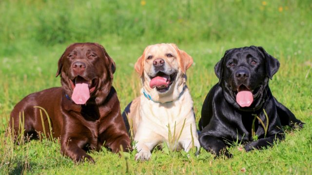 Chocolate Lab Yellow Lab Black Lab