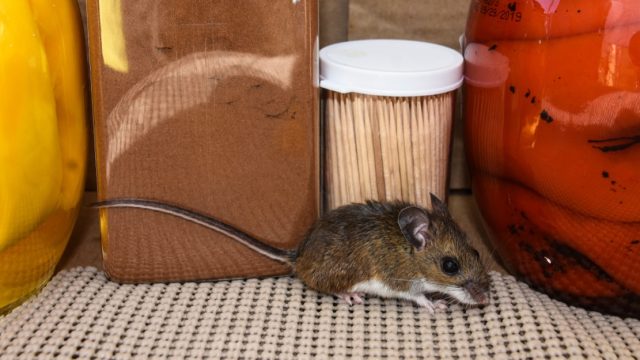 Mouse in Pantry