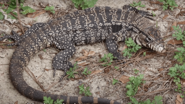 argentine black and white temu lizard