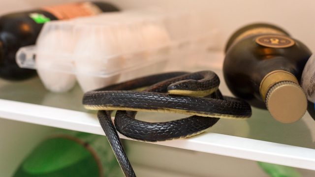 Snake in Refrigerator