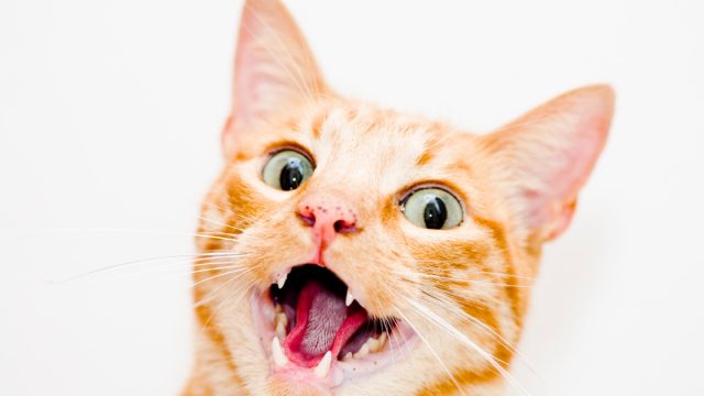 Cat with open mouth