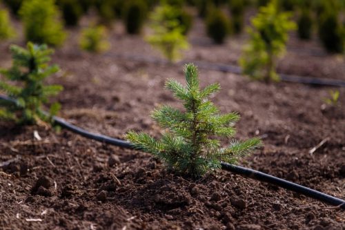 Rows of spruce, firs on tree nursery farm.