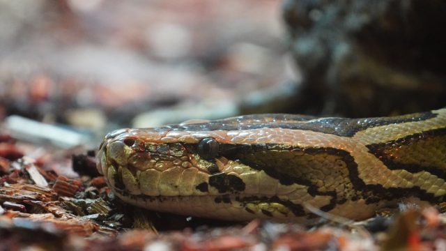 Burmese python