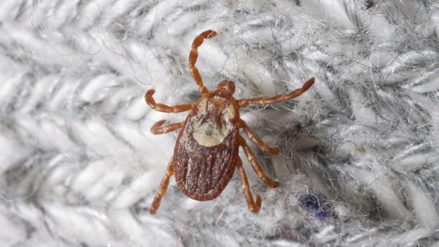 A close up of a Rocky Mountain Wood tick climbing on clothing