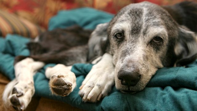 sick older dog on a blanket