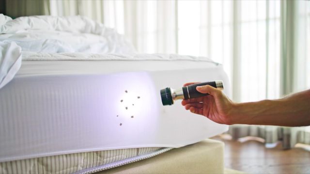 Bed Bugs and Exterminator