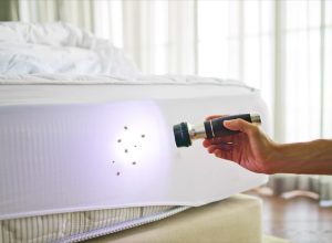 Bed Bugs and Exterminator