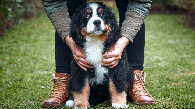 Bernese Mountain Dog