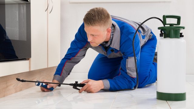 Exterminator Looking for Pests