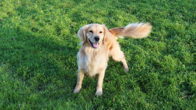 Golden Retriever Wagging Tail