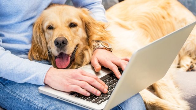 Golden Retriever in Owner's lap with laptop