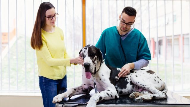 Great Dane at Vet