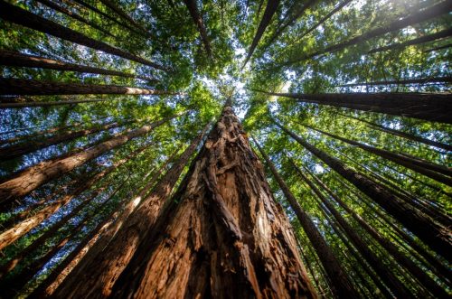 view from below a Red Sequoia Tree
