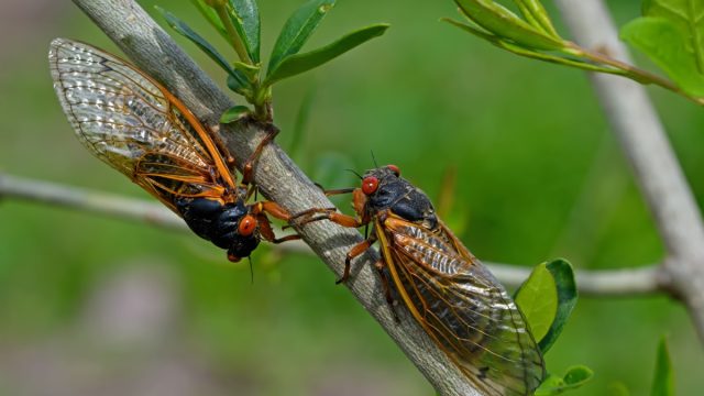 Emerged 17 year Brood X periodical cicadas. Every 17 years they tunnel up from the ground and molt into their adult form and mate. Newly hatched cicada nymphs fall from trees and burrow into dirt.